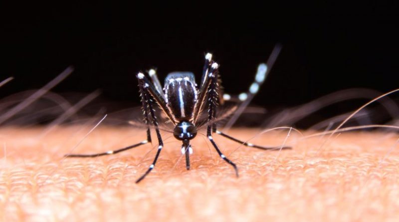 Se confirmaron 531 nuevos casos de dengue en la última semana