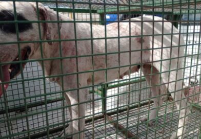 Conmoción en Villa El Libertador por la muerte de una niña tras ser atacada por dogos